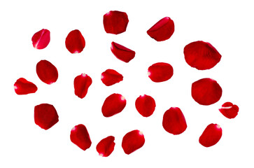 red rose petals Isolated on transparent background PNG file