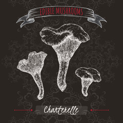 Cantharellus cibarius aka golden chanterelle sketch on black background. Edible mushrooms series. - 562751244