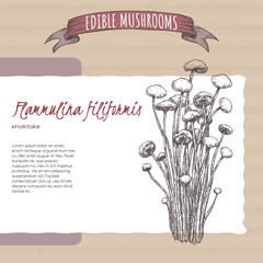 Flammulina filiformis aka enokitake mushroom sketch on cardboard background. Edible mushrooms series. - 562751293