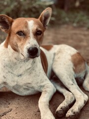 american staffordshire terrier