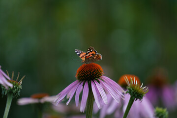 Meadow with lots of greenery