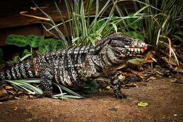 Iguana grande del sur de brasil