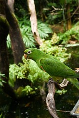 Cotorra verde del sur de brasil 