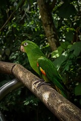Cotorra verde del sur de brasil 