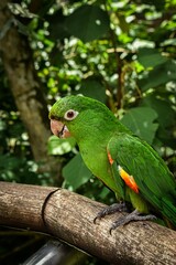 Cotorra verde del sur de brasil 