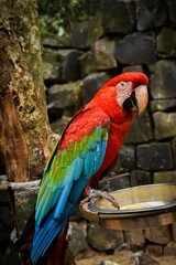 guacamayo del sur de brasil