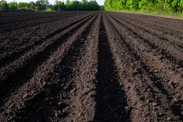 Foto op Plexiglas Arable land. A field with furrows. The process of planting crops. Agricultural background. © LariBat