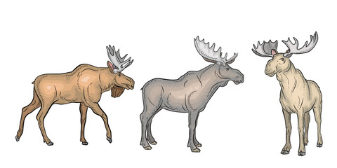 Animals, moose. Color image. Vector drawing.