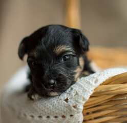 Yorkiepoo puppy looking out from basket 