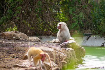 baboons in the zoo and they daily routine