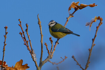 Blue Tit on a branch. Blue and winter background