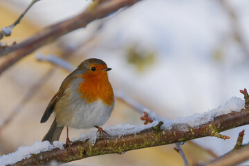 Robin on a branch. Winter background. 