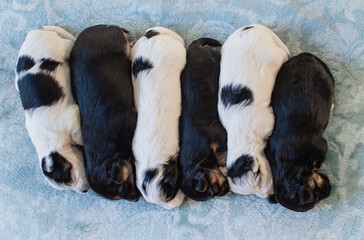 Yorkiepoo puppies sleeping 