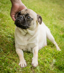 Pug dog getting love