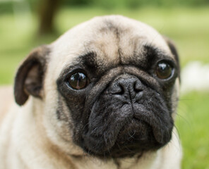 Obraz premium Pug face 