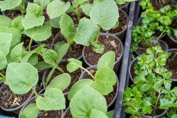 Seedlings of zucchini, pumpkins, parsley growing in pots, waiting for planting. Spring garden work