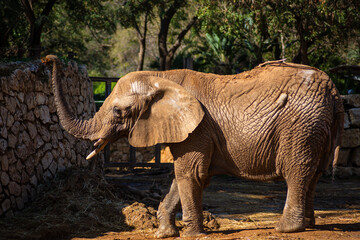 Fototapeta premium A large adult elephant walks in an Israeli safari