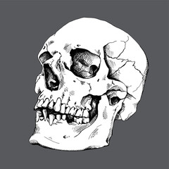 Human skull in a profile. Humor card, t-shirt composition, hand drawn style print. Vector black and white illustration.