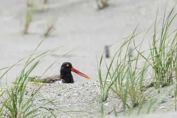 American Oystercatcher Nesting on Jersey Shore Beach