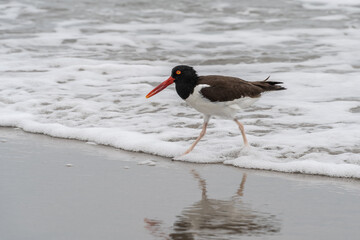 American Oystercatcher Looking for Food on Jersey Shore beach. 