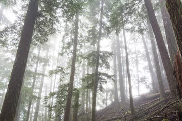 Fotobehang Fog in the forest © Galyna Andrushko