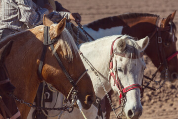 Obraz premium Gaucho