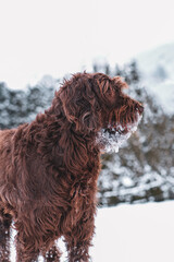 a brown dog, a pudelpointer, with a frozen beard at a cold winter day