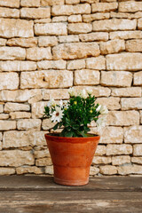 Fototapeta na wymiar Close up shot of a ceramic pot with white flower plant in it standing outdoors. White stone wall in the background.