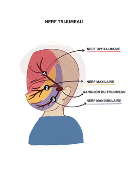 Sch&eacute;ma ludique pour illustrer le nerf trijumeau. Dessin de visage d'enfant avec les zones des nerfs faciaux en couleur. Nerf ophtalmique, maxillaire, mandibulaire et ganglion trijumeau. Image isol&eacute;e.