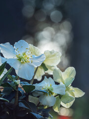 Kleine weiße Blüten Christrosen vor Bokeh Hintergrund, Punktfokus