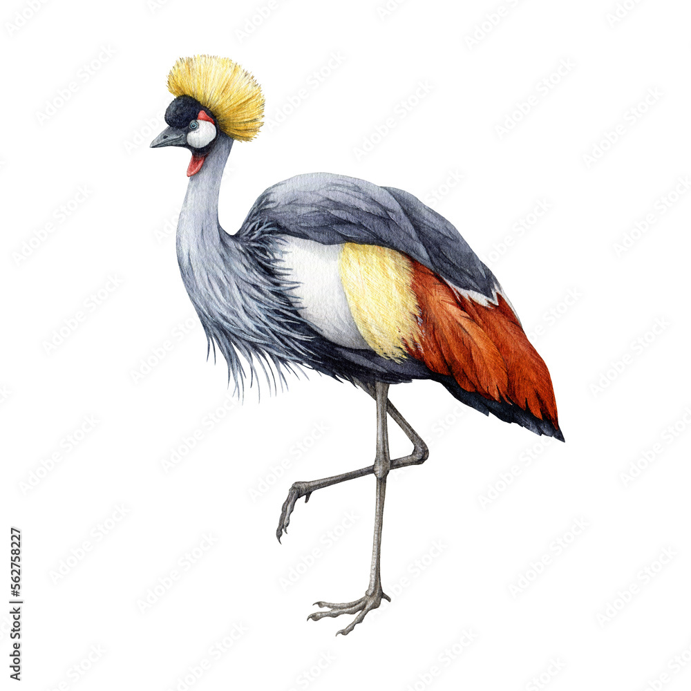 Wall mural grey crowned crane watercolor illustration. hand drawn realistic balearica regulorum avian image. wi