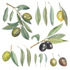 Obraz premium Set of watercolor hand-drawn botanical illustrations of oliva tree. Green and black olives branches, leaves isolated on white. Greek product.