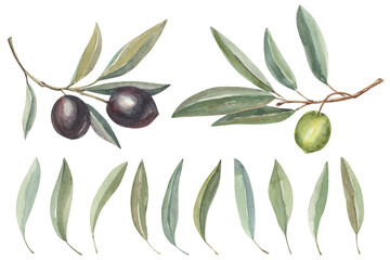 Watercolor hand-drawn botanical illustrations of olive tree. Green and black olives branches, leaves isolated on white. Greek traditional product.