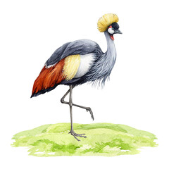 Grey crowned crane on the grass. Watercolor illustration. Hand drawn realistic Balearica regulorum avian. Wildlife Africa native bird. Grey crowned crane beautiful bird standing on the grass element.