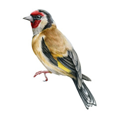 Goldfinch bird illustration. Hand drawn watercolor realistic garden bird image. Tiny forest songbird. Single  European goldfinch small avian illustration on white background. - obrazy, fototapety, plakaty