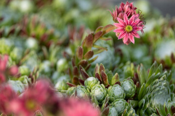 Close up photo of flowers