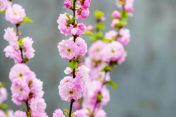 Sakura flowering. Large lush sakura flowers on a tree on a dark background in sunny weather