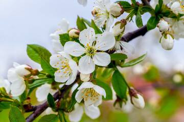 Cherry branch with white flowers close-up on sky background