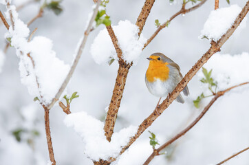 Rotkehlchen im Winter