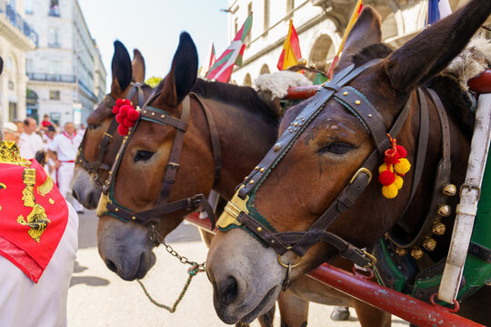 &Acirc;nes d&eacute;filent lors de la cavalcade taurine des F&ecirc;tes de Bayonne