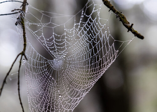 Spinnennetz im Zauberwald