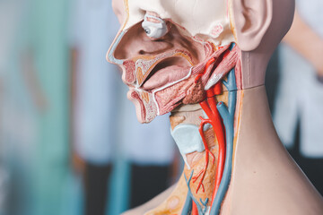 Human brain anatomy model for learning process of nervous system function