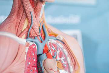 Human anatomy, organ transplantation and medical concept with grafting of human organs in different...