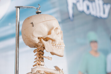 Human brain anatomy model for learning process of nervous system function