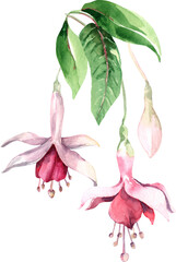 Fuchsia flower bud. Tropical flower. Watercolor. - obrazy, fototapety, plakaty