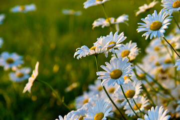A beautiful bouquet of white chamomile in the setting sun. Beautiful chamomile flowers in the...