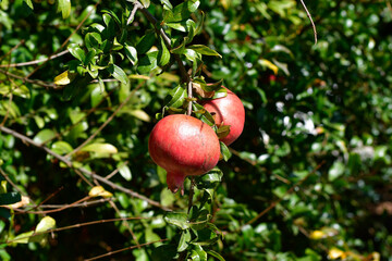 Greece, Crete, Pomegranate