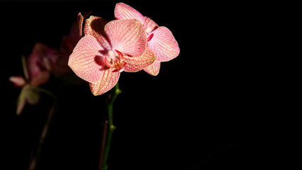pink orchid on black