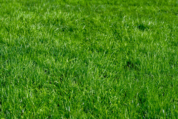 green grass texture