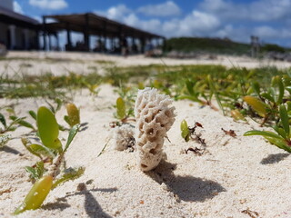 Mexico, Playa del Carmen e Cozumel